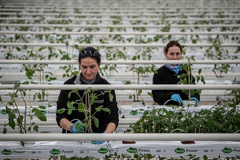 Zaměstnanci farmy Bezdínek vysázejí za směnu tisíce rostlinek oválných cherry rajčátek druhu Hranáček.