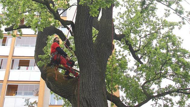 Strom v péči zkušených arboretistů pod vedením Lukáše Olivy. 