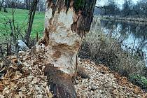 V Karviné-Ráji podél řeky Olše upozornili nedávno rybáři na ohlodané stromy. Je to práce bobra evropského, který je chráněným živočichem.