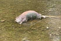 Čtenář Deníku nalezl v korytě řeky Olše v Karviné uhynulého bobra.