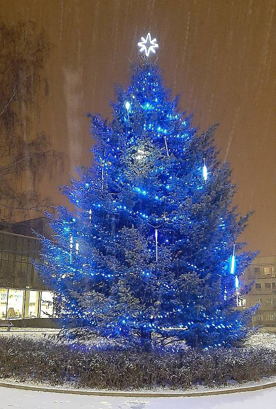 Vánoční strom u kostela sv. Marka v Karviné - reprezentativní douglaska výšky 22 m ze Závady byla zkrácen na cca 15 m.