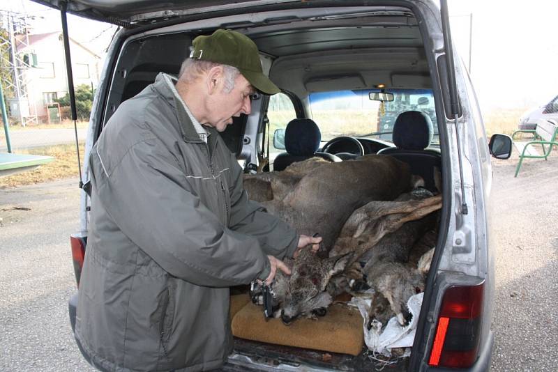 Zdivočelí psi zaútočili na srnčí zvěř v ovocnářských sadech. 