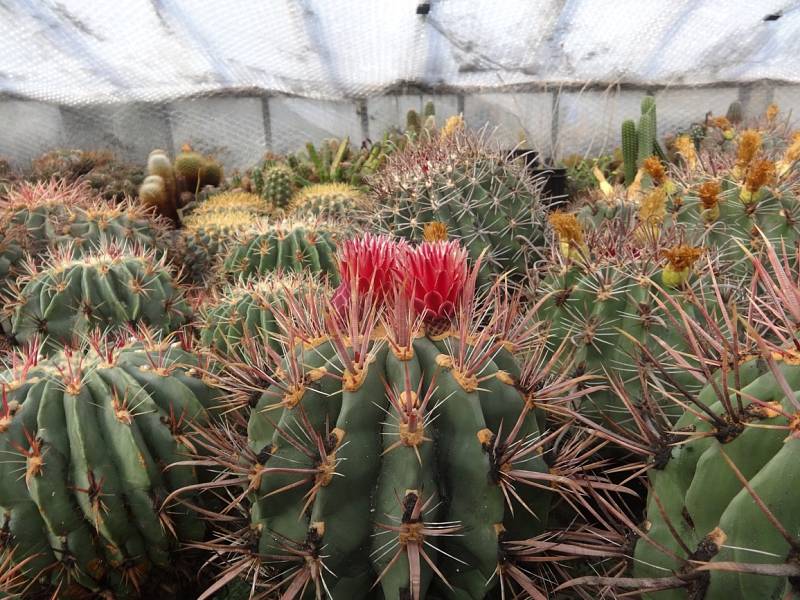 Botanická zahrada Otakara Potyku v Orlové