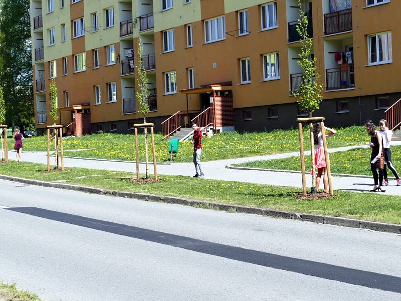 Ulici M. Pujmanové v Havířově-Šumbarku lemuje nové stromořadí z 29 habrů.