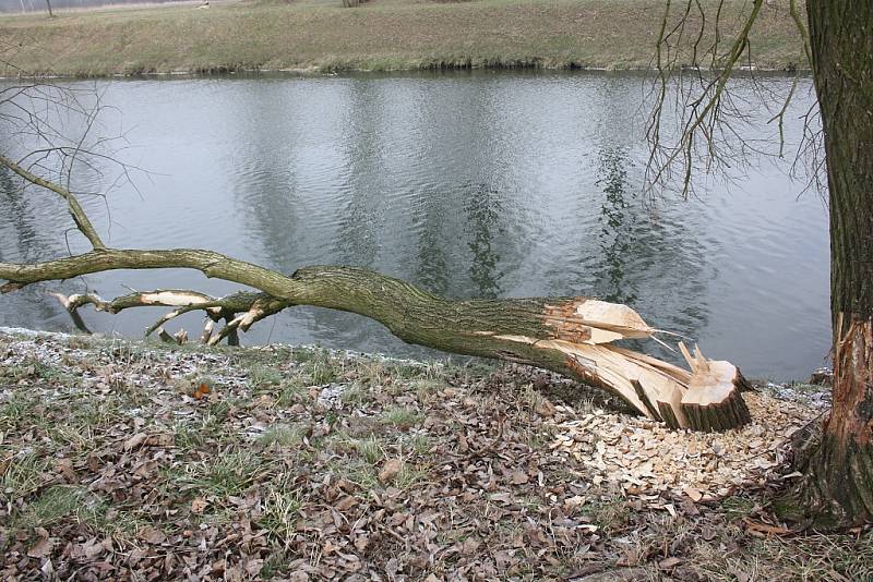 Ve Věřňovicích na břehu Olše ohryzali bobři několik stromů. 