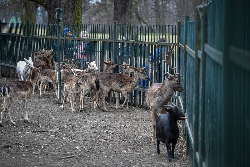 Daňčí obora v parku Boženy Němcové, 27. března 2021 v Karivné.