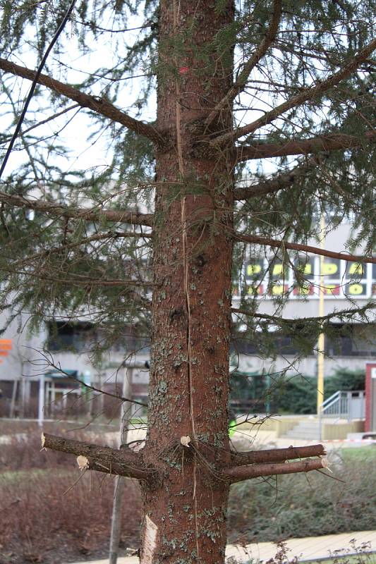 Silný vítr poškodil vánoční strom na náměstí TGM v Havířově-Šumbarku. Kvůli prasklému kmeni musel být předčasně skácen.