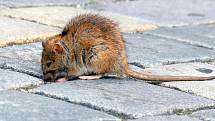 Potkani šíří nemoci. Je čas na deratizaci, která jedině zabírá