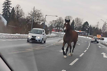 Kůň běžící z Petřvaldu do Orlové, 14.1.2024.