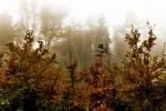Podzimní procházkou lesoparkem v Havířově lze ještě stále ulovit překrásné záběry.