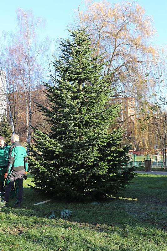 V Orlové v úterý usadili před restaurací Morava vánoční strom. Listopad 2021.