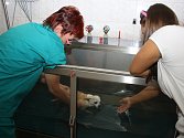 Rehabilitace psa ve speciální vaně. 