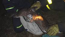 Havířovští hasiči zachraňovali raroha uvězněného na vysokém stromě