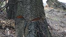 Na kraji městské části Šumbark někdo nařezal pilou kmeny stromů, které úřad nepovolil kácet.