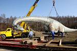 Doubravský Dinopark na Karvinsku má nový přírůstek, obřího Seismosauruse