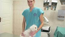 Havířovský veterináře Jan Falhar se psíkem, kterého osmačtyřicetiletá žena vyhodila z okna