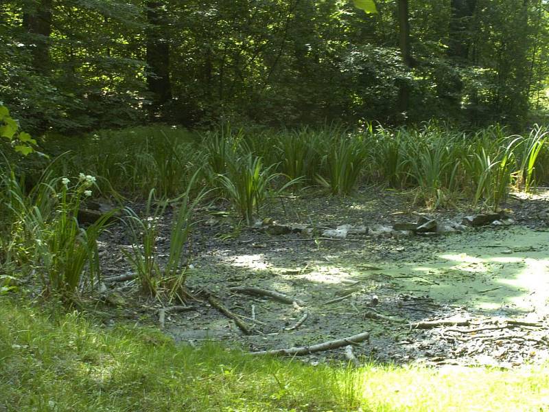 Karvinské lesoparky jsou v hrozném stavu. Snímky jsou z lesoparku Dubina