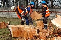 Dřevorubci kácejí strom za stromem.