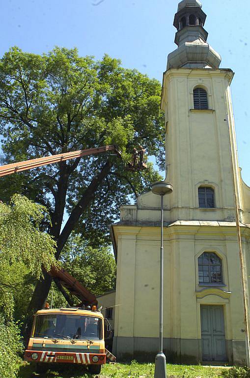 V Karviné kácejí dělníci 130 let starý jasan u kostela sv. Marka ve Fryštátě. Svah, na kterém stojí, je podmáčený a ujíždí