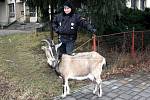 Strážníci se museli postarat o uprchlou kozu