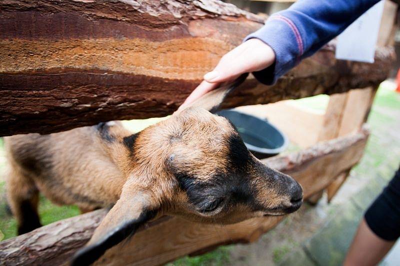 Od čtvrtku do soboty proběhl v areálu drobnochovu Školního statku další ročník oblíbené jarní akce nejen pro děti s názvem Den mláďat, který každoročně společně pořádají Školní statek Opava a Masarykova střední škola zemědělská a Vyšší odborná škola.