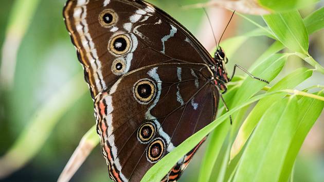 Výstava tropických motýlů v arboretu. Ilustrační foto.