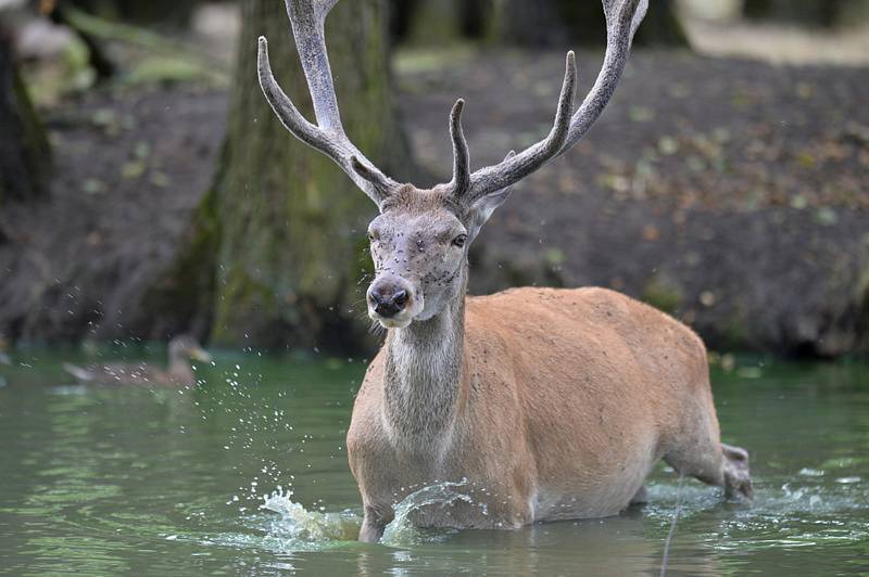 Jelen. Iustrační foto.