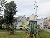 Do neuvěřitelné výše vykvetla jedna z rostlin v sousedství restaurace Kartáč. Jedná se o agáve, která přirozeně roste zejména v Mexiku, ale nalézt ji lze na celém americkém kontinentu.