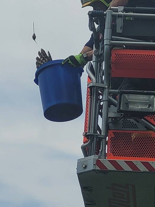 Záchrana puštíka, akce hasičů, Bohuslavice, Opavsko, 4. července 2022.