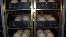 Pštrosí vejce se líhnou dvaačtyřicet dní. 