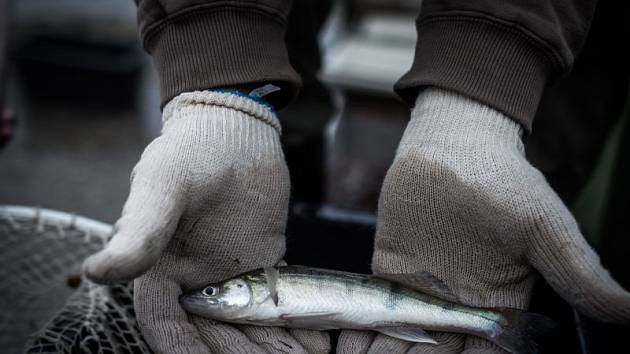 První z mnoha výsadeb uskutečnili rybáři v pátek 7. října ráno u Hlučínského jezera. Postupně do něj vysadili amura bílého a candáta obecného.