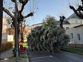 Vánoční stromy městu darovala Obchodní akademie Opava.