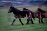 Vypuštění exmoorští pony do ohrady následně budou vypuštěni do téměř padesátihektarové volné krajiny, 22. listopadu 2019 v Kozminích.