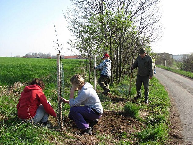 Do krajiny u Budče na Žďársku přibude nové stromořadí