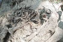 Kosti německých vojáků z druhé světové války nalezené v bolatickém lese v minulých letech.