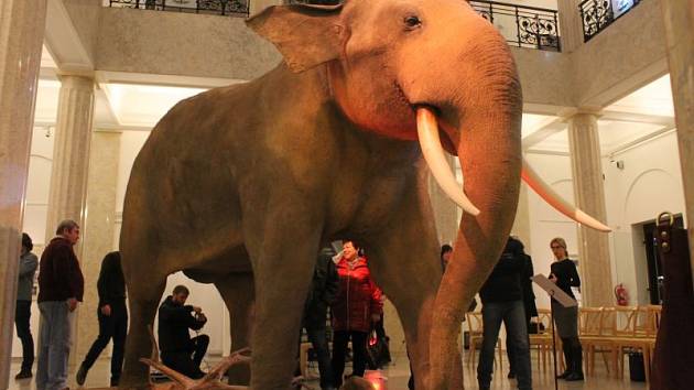 Slezské zemské muzeum v Opavě se téměř po měsíci a půl dočkalo. Po tuto dobu totiž v jeho Historické výstavní budově pracovali členové preparátorské firmy Miloše Maluchy. Jejich úkolem bylo vytvořit preparát slona indického.