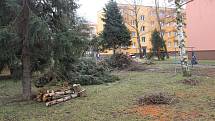 Občané Hlučína protestovali proti kácení stromů ve vnitrobloku mezi ulicemi Tyršova, Komenského a Zahradní.