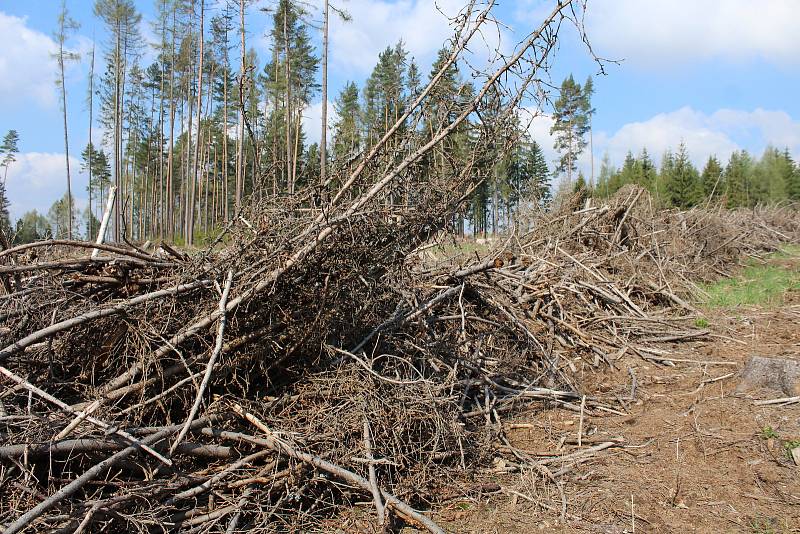 Chřadnutí lesů a nadměrná těžba kůrovcem napadených stromů je v Moravskoslezském kraji velkým problémem.