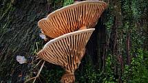 Lesy na Opavsku jsou domovem zajímavých houbařských lahůdek.
