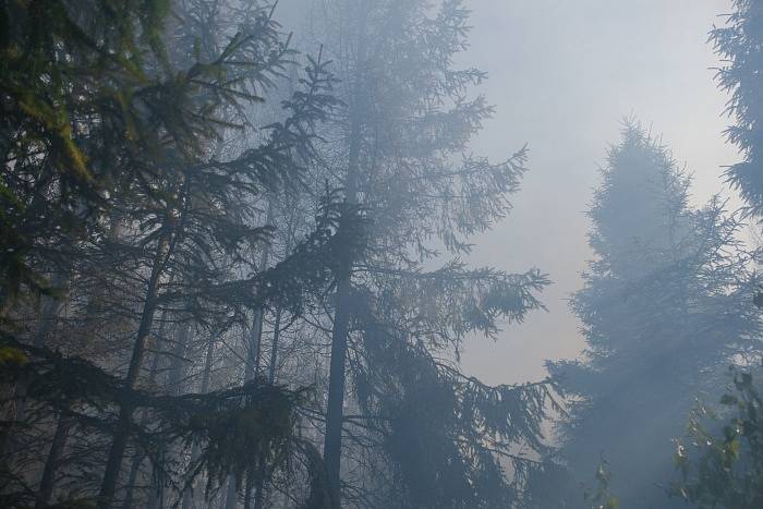 Zásah hasičů u požáru lesa na Opavsku, neděle 30. června 2019.