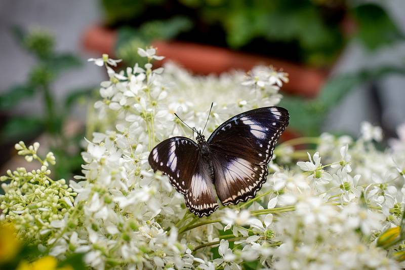 Kouzlu živých motýlů v Arboretu Nový Dvůr, 12. června 2019.