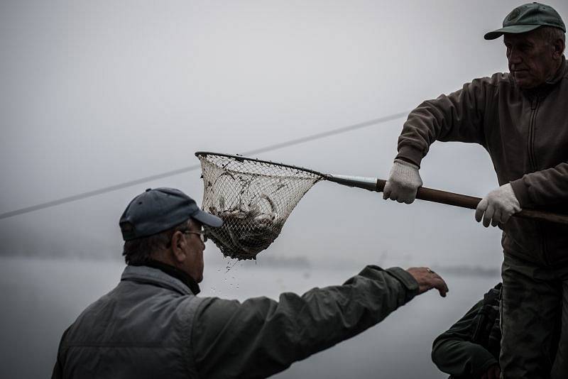 První z mnoha výsadeb uskutečnili rybáři v pátek ráno u Hlučínského jezera. Postupně do něj vysadili amura bílého a candáta obecného.