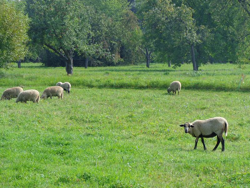 Fauna i flóra krajiny Jižní Moravy.