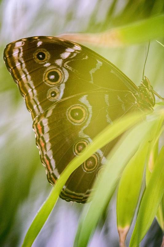 Okouzlení exotickými motýly můžete zažít v Arboretu Nový Dvůr letos již pojedenácté.