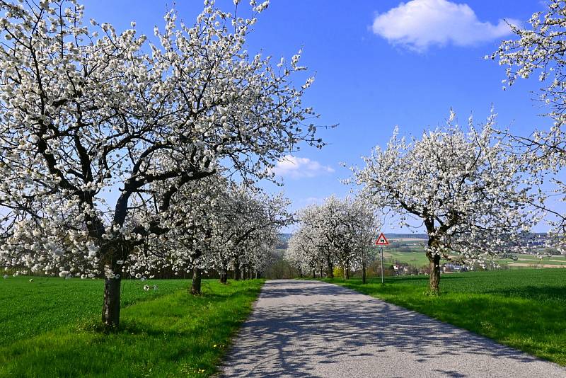 Rozkvetlé aleje třešní na Hlučínsku mezi Dobroslavicemi a Jilešovicemi.