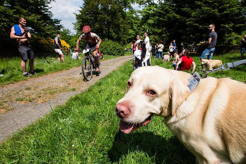 Stovky bikerů vyrazily v sobotu dopoledne z Horního náměstí na trať už 16. ročníku SILESIA bike marathonu. Čekala je cesta třeba kolem zámků v Raduni a Hradci nad Moravicí nebo podél řeky Moravice.