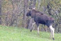 Na Opavsku byl před pár dny spatřen samec losa evropského.