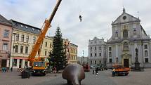 Instalace jedle obrovské na Dolním náměstí, středa 18. listopadu 2020.