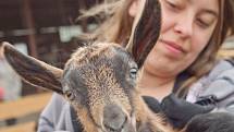 I tuto kozu obdivovali loni návštěvníci Dne mláďat, který se koná na školním statku.