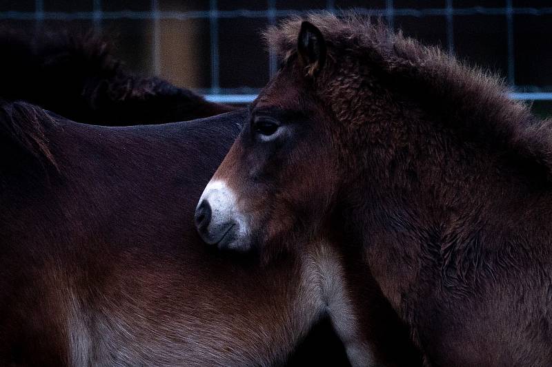 Vypuštění exmoorští pony do ohrady následně budou vypuštěni do téměř padesátihektarové volné krajiny, 22. listopadu 2019 v Kozminích.